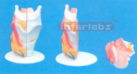 LARYNX, NATURAL WITH FIXED RIGHT THYROIDEA (B TYPE)